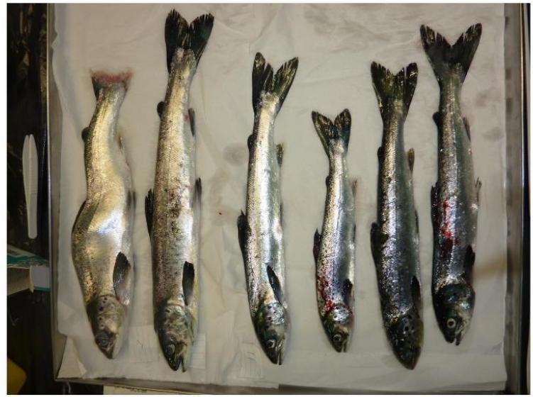 FHI photo #3 2017 FHI photo #3 2017