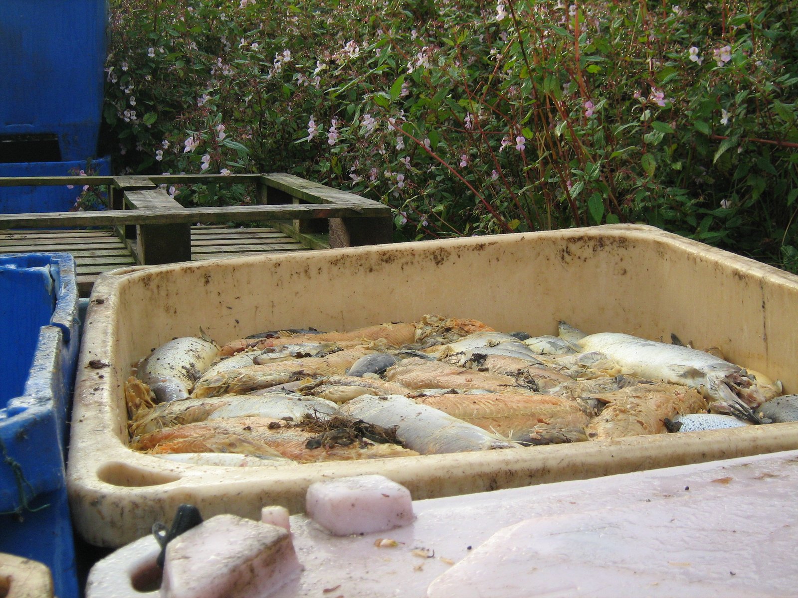 Arran photo #3 Arran photo #3