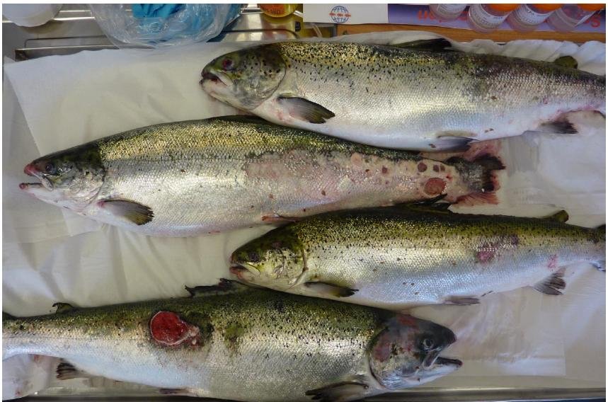 FHI Ardintoul 2016 #1