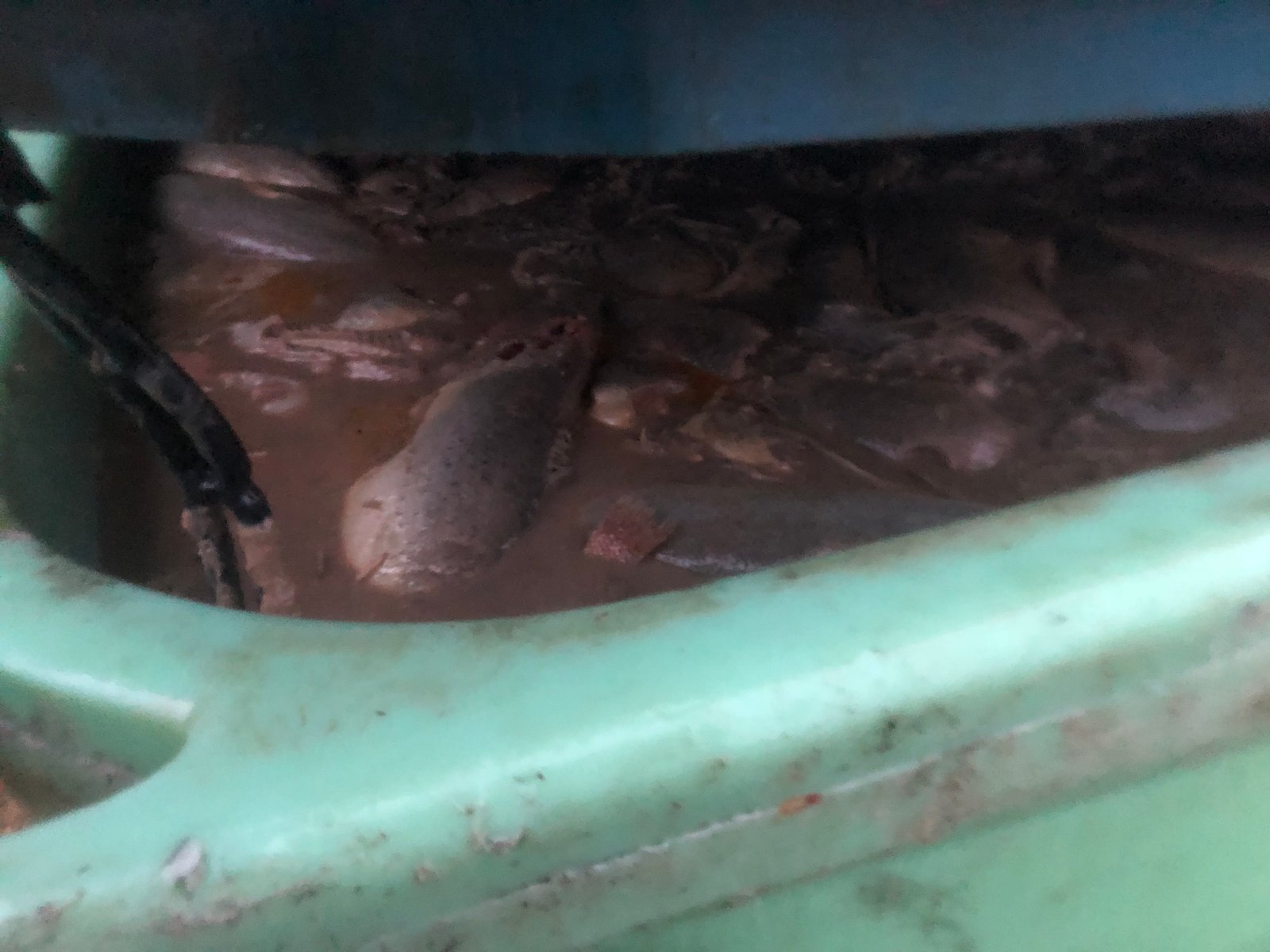 Ardintoul Photo #24 soup