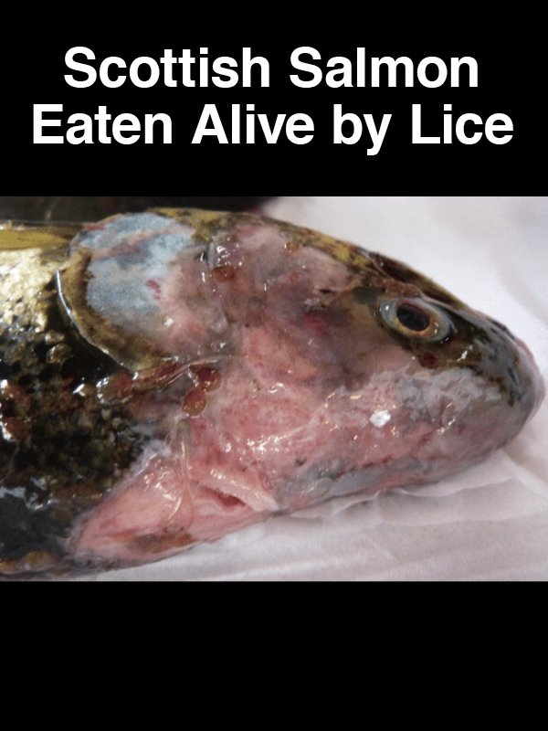 #23 Scottish Salmon Eaten Alive by Lice