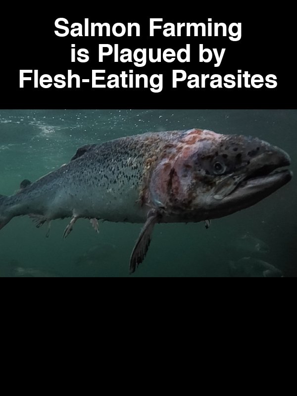 #13 Salmon Farming is Plagued by Flesh Eating Parasites
