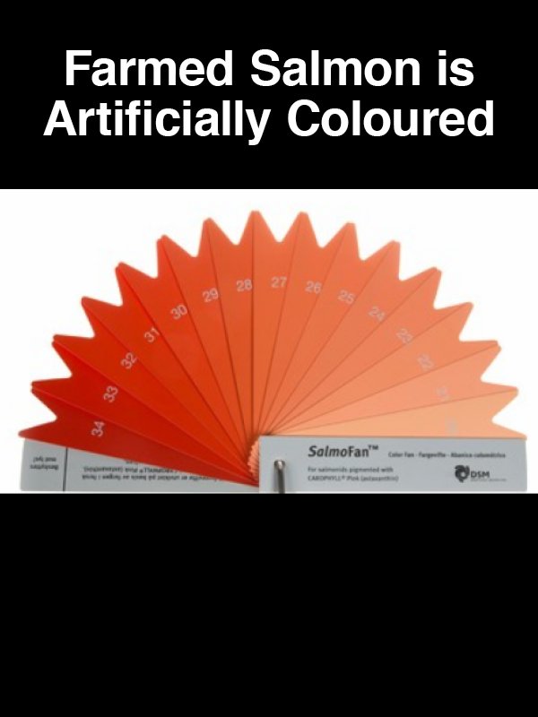 #11 Farmed Salmon is Artificially Coloured