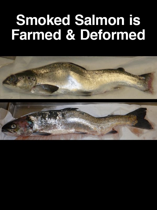 #8 Smoked Salmon is Farmed & Deformed