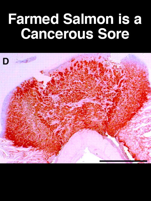 #29 Farmed Salmon is a Cancerous Sore