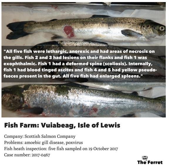 FHI data Aug 2019 #37 FHI data Aug 2019 #37