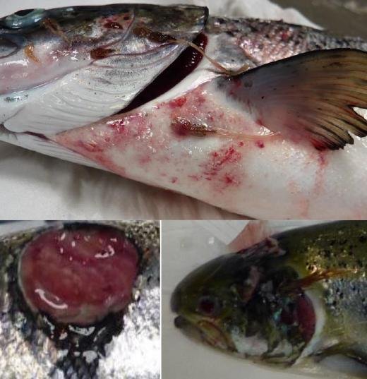 FHI data Aug 2019 #38 FHI data Aug 2019 #38