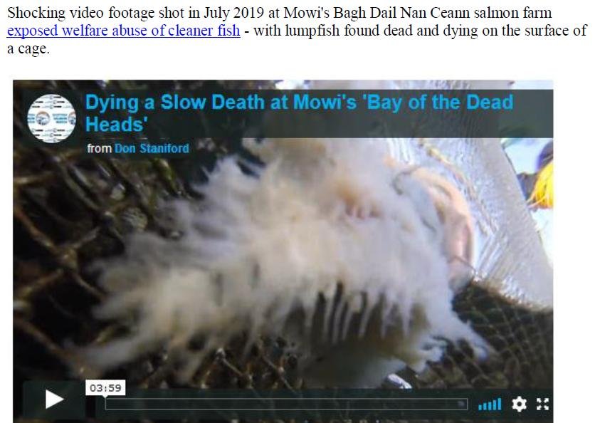 Media Backgrounder & Schedule for Swim for Salmon 31 Aug & 1 Sept 2019 #10