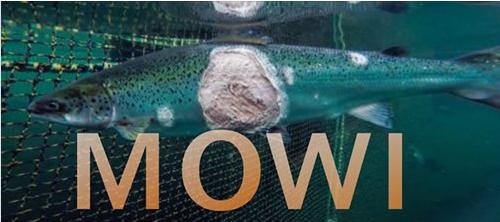 MOWI by Alexandra Morton