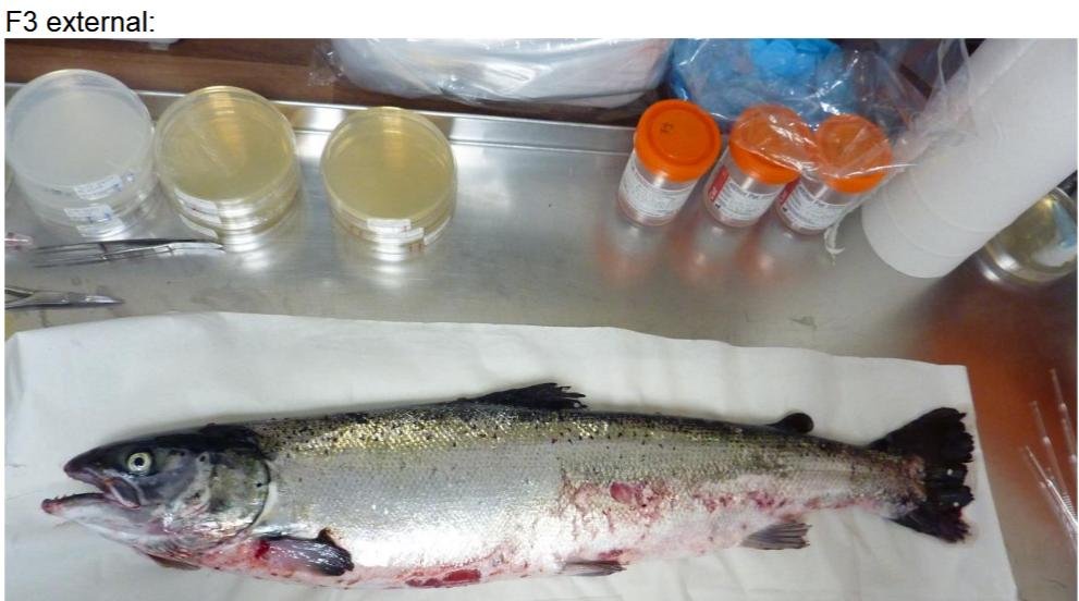 FHI July 2019 Rum Photo #6