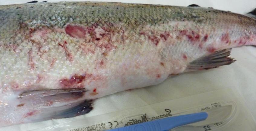 FHI July 2019 Rum Photo #10