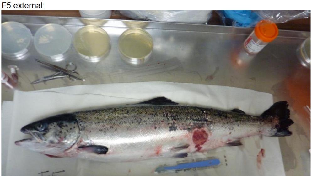 FHI July 2019 Rum Photo #13 FHI July 2019 Rum Photo #13