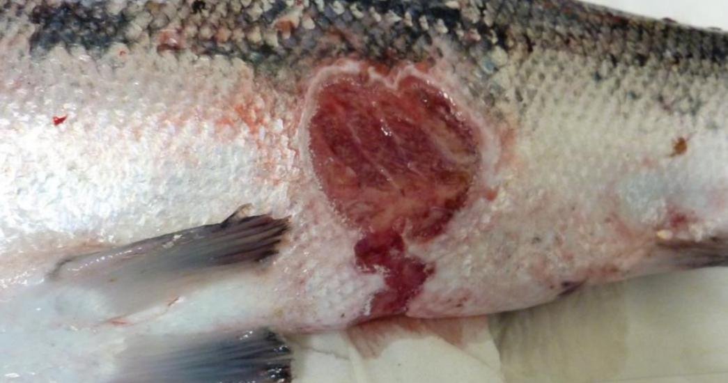 FHI July 2019 Rum Photo #14 FHI July 2019 Rum Photo #14