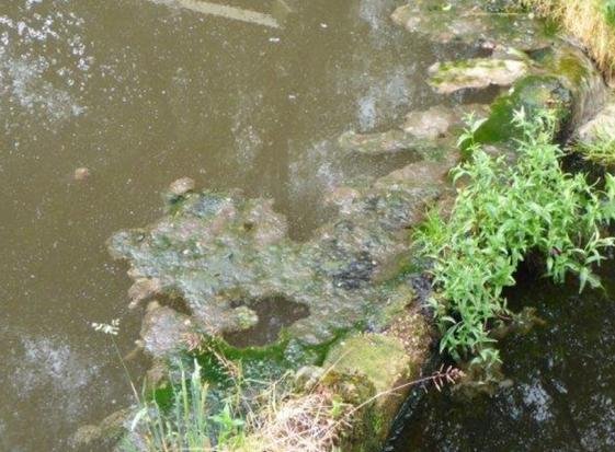 Kinlochmoidart fungus photo #1 Kinlochmoidart fungus photo #1