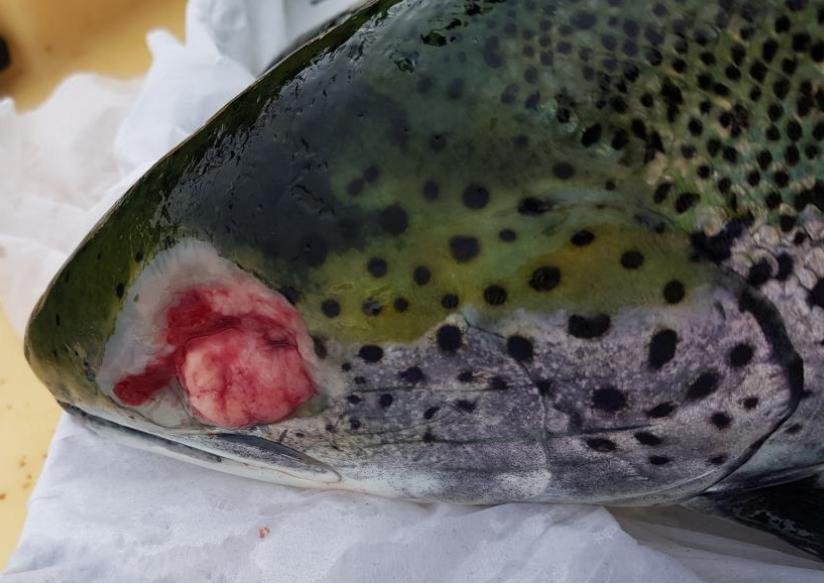 FHI April 2019 Kingairloch Photo #2 FHI April 2019 Kingairloch Photo #2