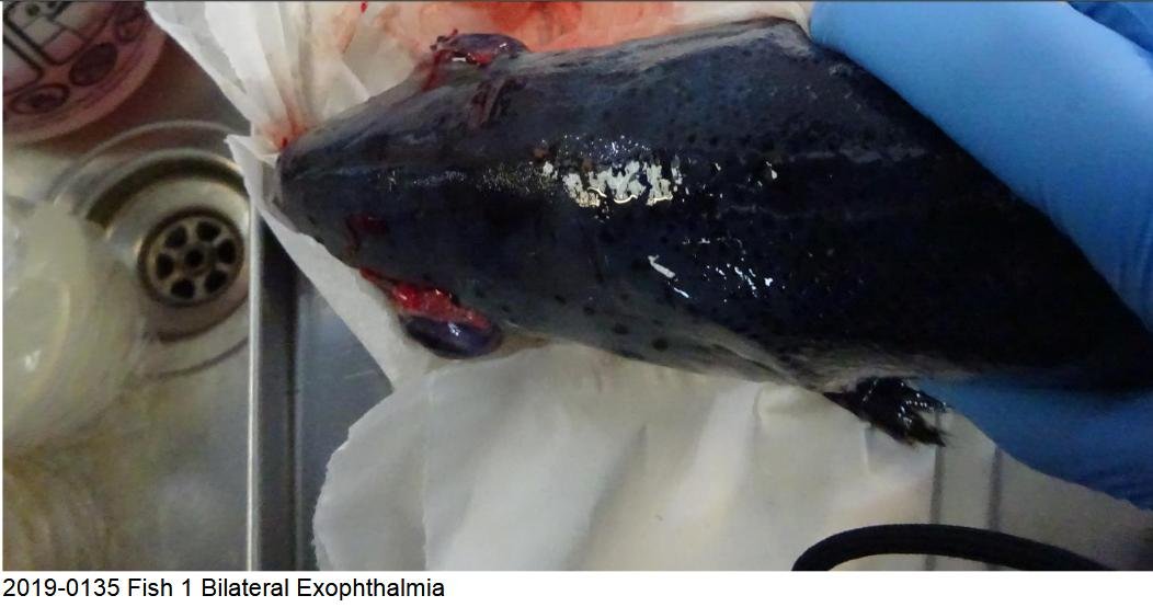 FHI March 2019 North Papa photo #2 eyes bulging