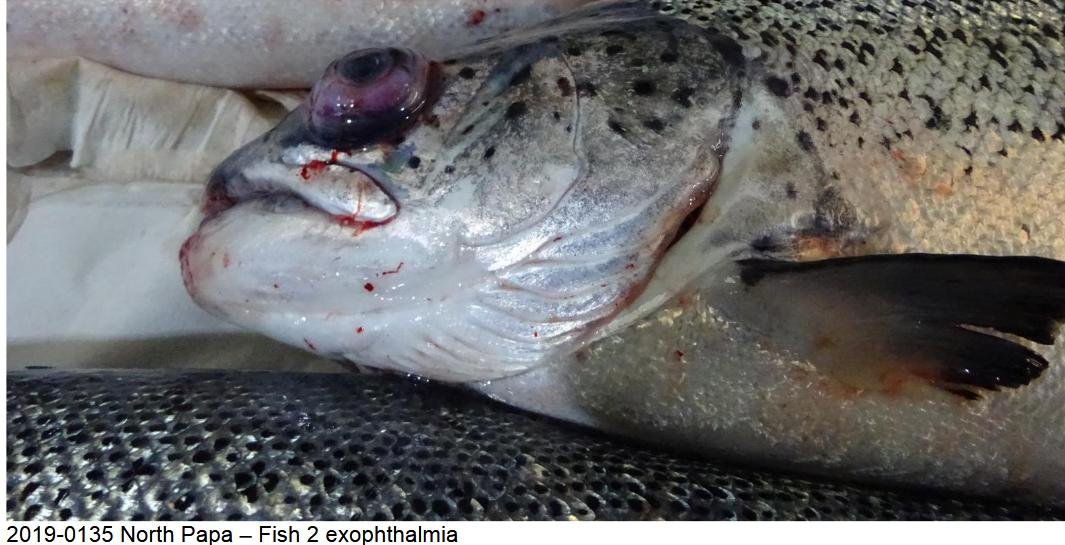 FHI March 2019 North Papa photo #4 eyes bulging  exophthalmia