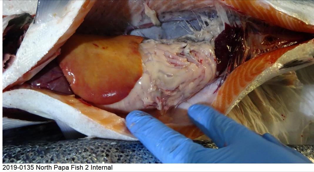 FHI March 2019 North Papa photo #6