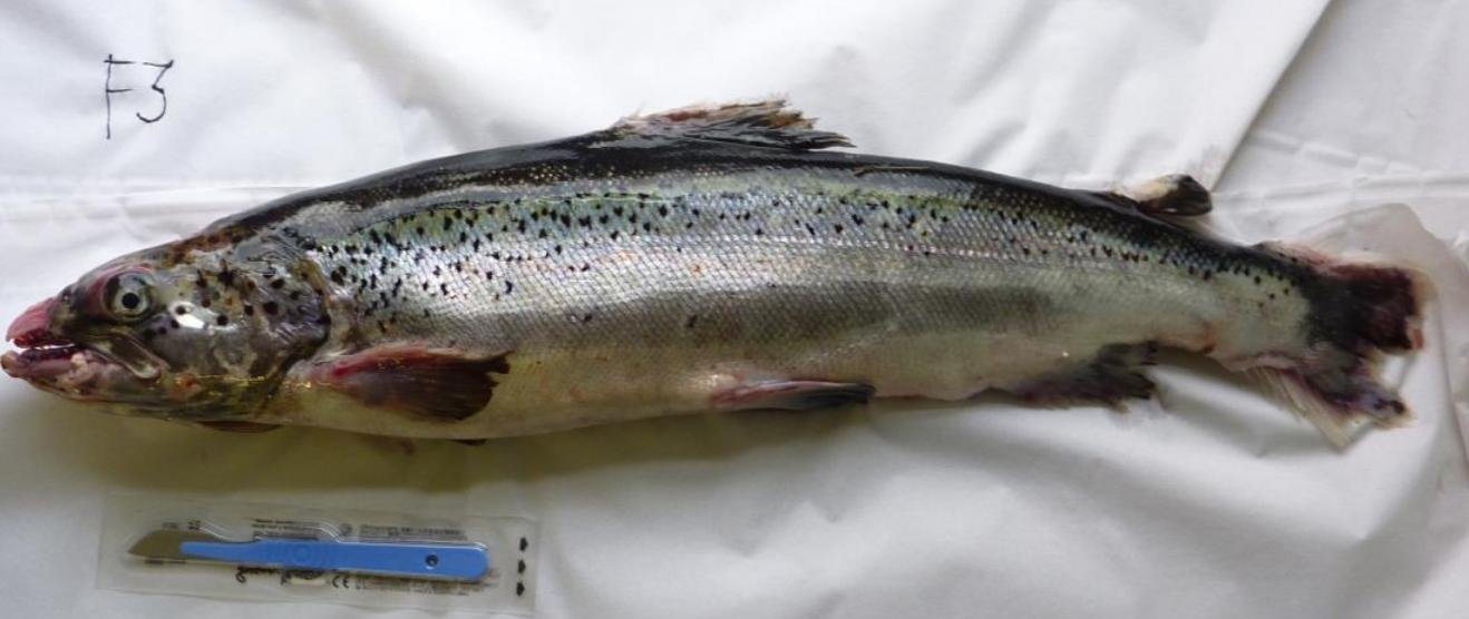 FHI Case Information Strondoir Bay Feb 2019 Photo #4