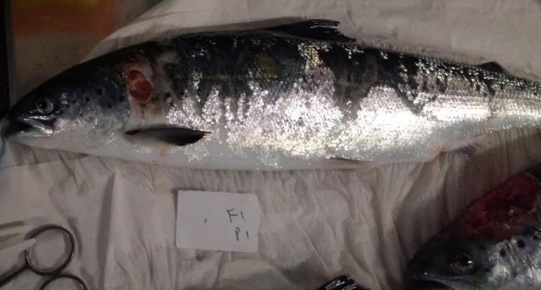 FHI Case Information Portree Feb 2019 Photo #1