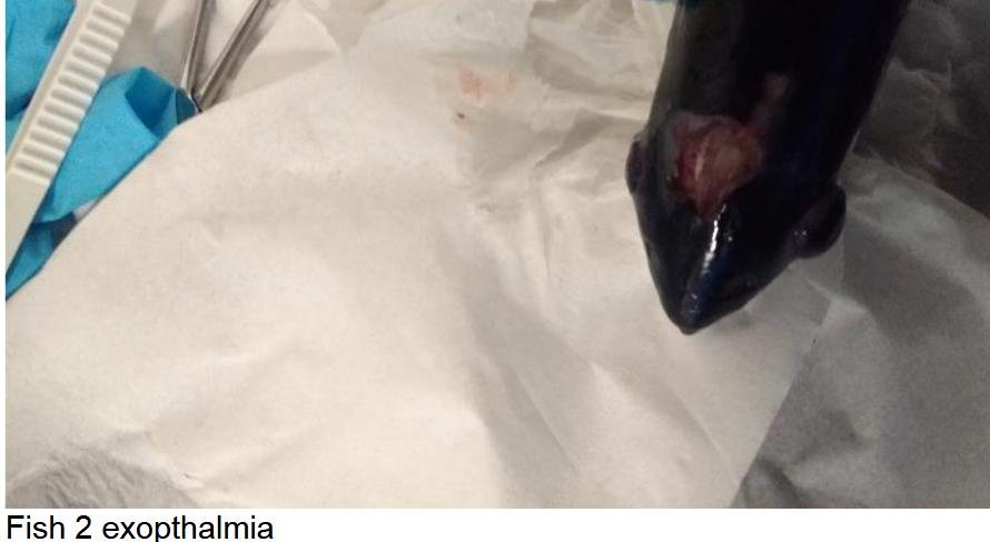 FHI Case Information Portree Feb 2019 Photo #3