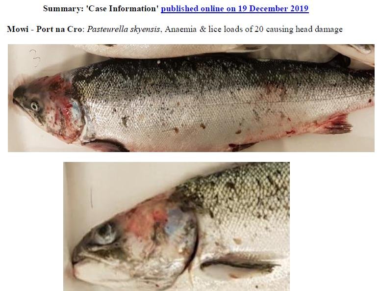 PR The Case Against Scottish Salmon 6 Jan 2020 #7 summary PR The Case Against Scottish Salmon 6 Jan 2020 #7 summary