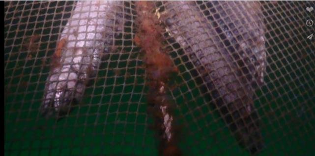 David Ainsley Vimeo Sept 2019 #4 more dead