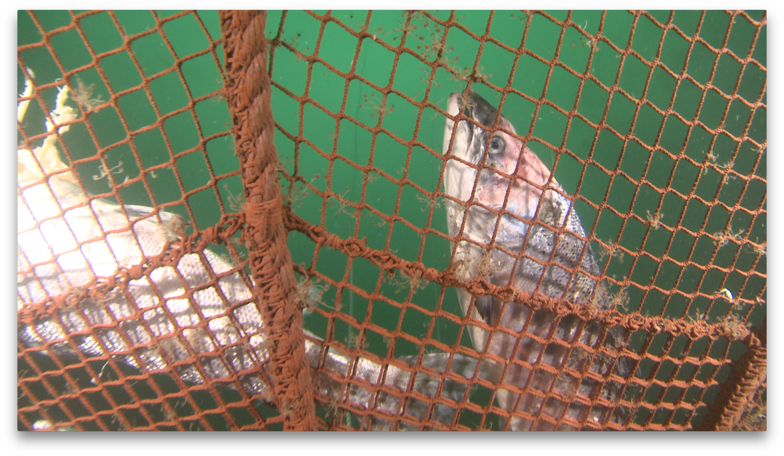 David Ainsley photo #2 dead salmon at bottom of net
