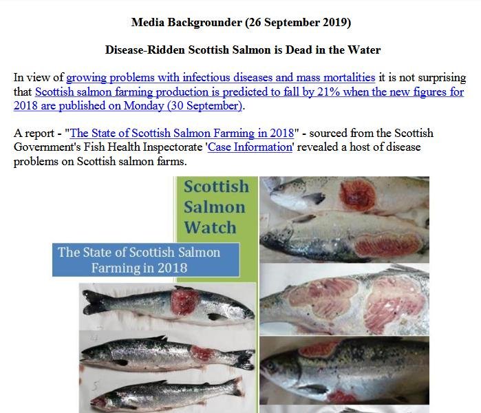 Media Backgrounder 26 Sept 2019 Disease-Ridden Scottish Salmon is Dead in the Water #1 front page