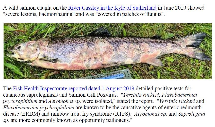 PR Sick Scottish Salmon 30 Sept 2019 #10 wild fish photos Cassley