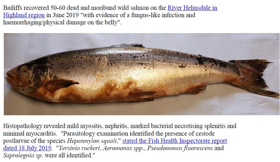 PR Sick Scottish Salmon 30 Sept 2019 #11 wild fish photos Helmsdale
