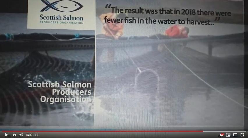 2019 Fish farm survey STV News 30 Sept #6 sspo