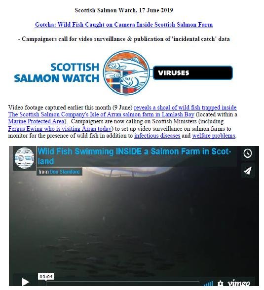 PR Wild Fish Caught on Camera 17 June 2019 #1 PR Wild Fish Caught on Camera 17 June 2019 #1