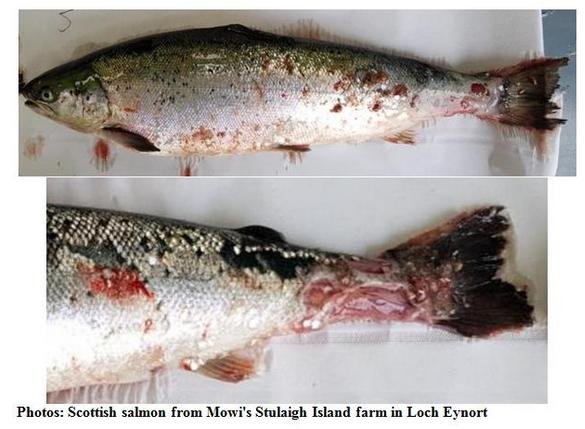 Blog Jan 17 2020 HSE #4