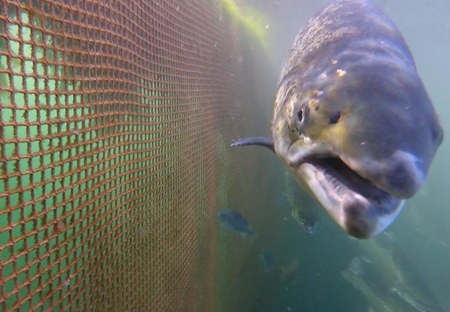 Photo Arran #1 lice-infested salmon GOPRO1187 1 min 25 secs Photo Arran #1 lice-infested salmon GOPRO1187 1 min 25 secs