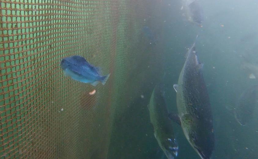 Photo Arran #3 lice-infested salmon GOPRO1187 1 min 58 secs Photo Arran #3 lice-infested salmon GOPRO1187 1 min 58 secs