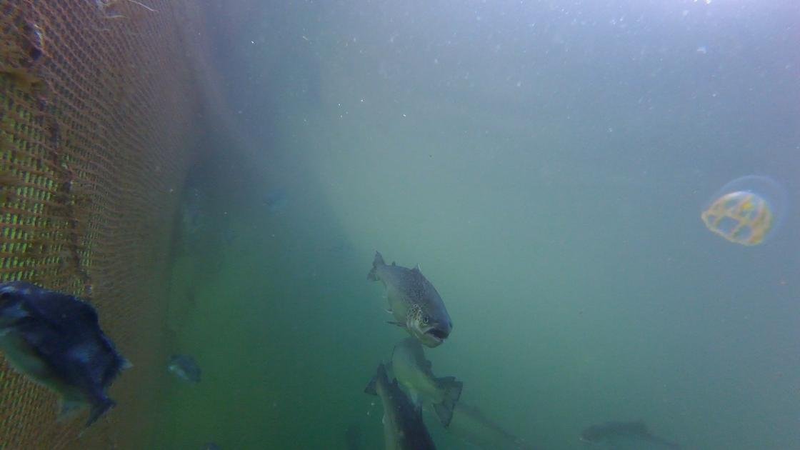 Photo Arran #10 jellyfish GOPRO1192 3 mins 08 secs Photo Arran #10 jellyfish GOPRO1192 3 mins 08 secs