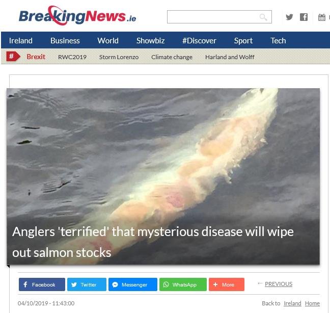 Ireland Breaking News 4 Oct 2019 #1