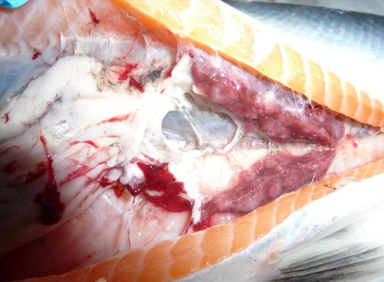 Ardintoul FHI 17 Oct 2019 Photo #3