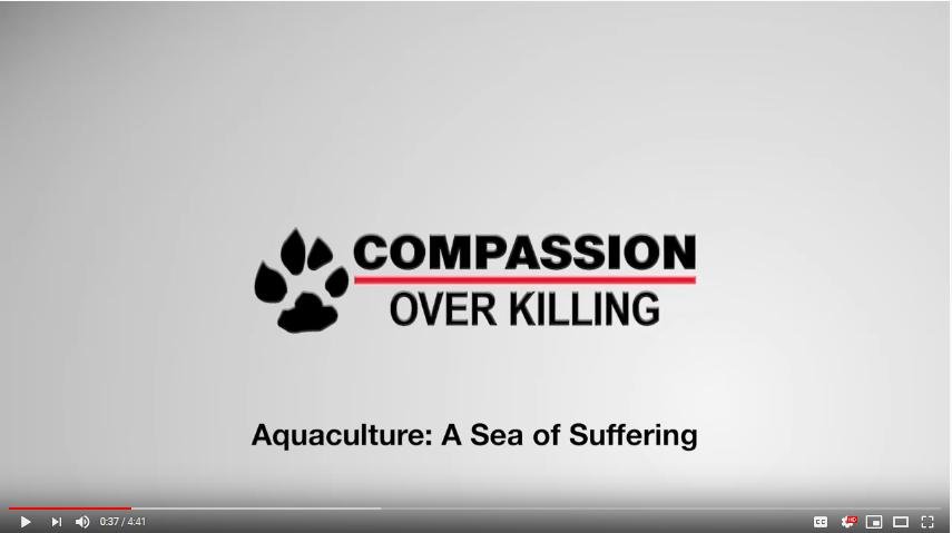 COK video #3 title COK video #3 title