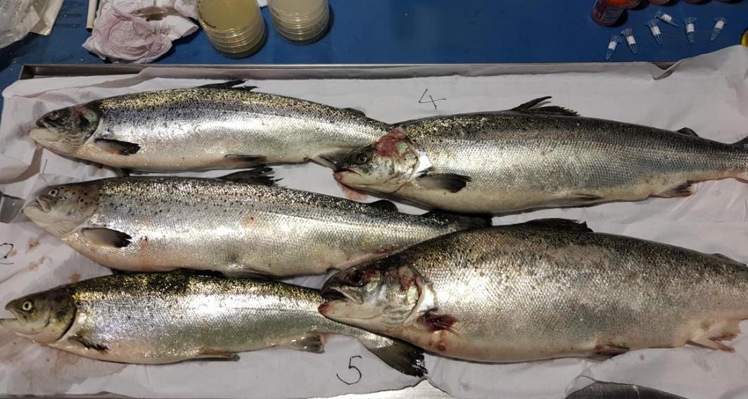 Tabhaigh FHI 13 Nov 2019 Photo #1