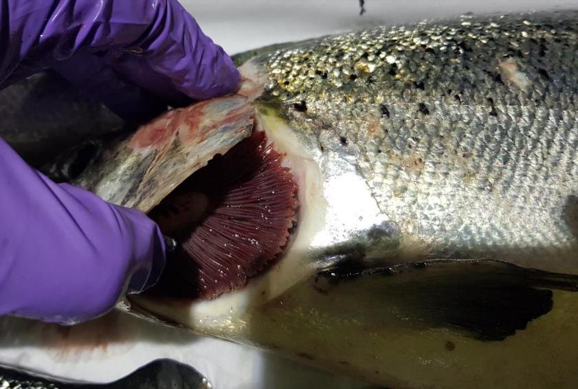 Tabhaigh FHI 13 Nov 2019 Photo #3 Tabhaigh FHI 13 Nov 2019 Photo #3