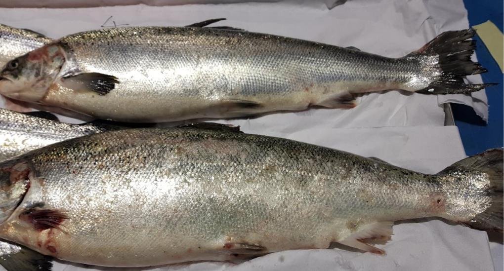 Tabhaigh FHI 13 Nov 2019 Photo #4 Tabhaigh FHI 13 Nov 2019 Photo #4