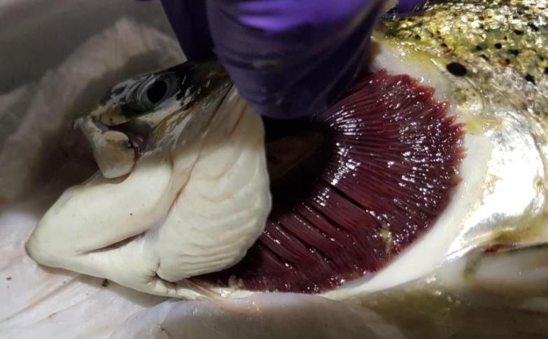 Tabhaigh FHI 13 Nov 2019 Photo #7