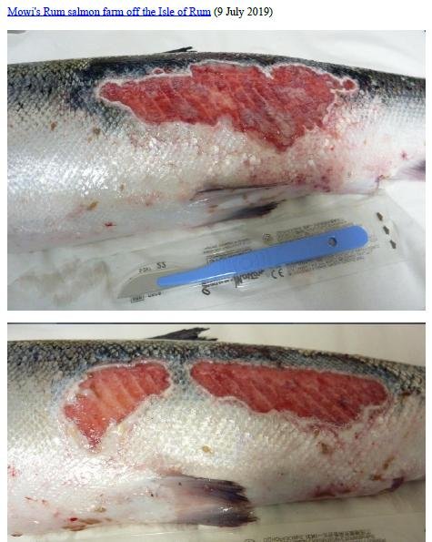 Photo Dossier of FHI Case Information Feb 2020 #7 Mowi Rum Photo Dossier of FHI Case Information Feb 2020 #7 Mowi Rum
