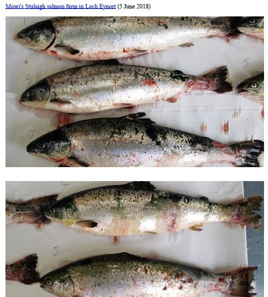Photo Dossier of FHI Case Information Feb 2020 #16 Mowi Stulaigh Photo Dossier of FHI Case Information Feb 2020 #16 Mowi Stulaigh