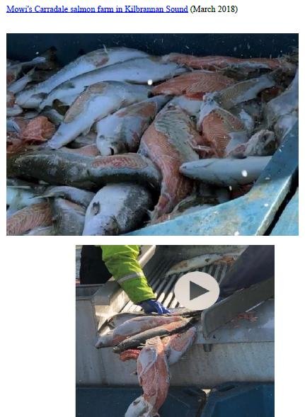 Photo Dossier of FHI Case Information Feb 2020 #17 Mowi Carradale Photo Dossier of FHI Case Information Feb 2020 #17 Mowi Carradale