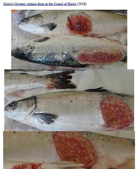 Photo Dossier of FHI Case Information Feb 2020 #20 Mowi Groatay