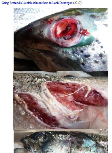 Photo Dossier of FHI Case Information Feb 2020 #27 Grieg Leinish