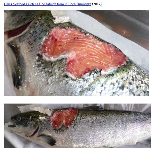 Photo Dossier of FHI Case Information Feb 2020 #28 Grieg Gob na Hoe